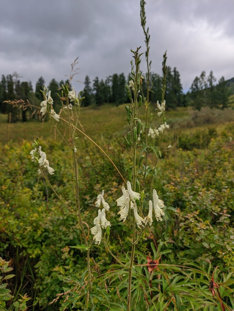 Aconitum krylovii photo 2