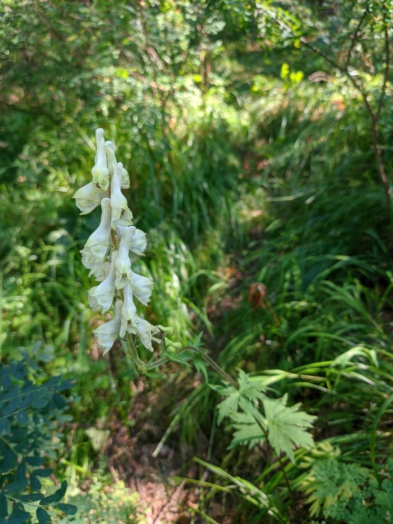 Aconitum krylovii photo 3