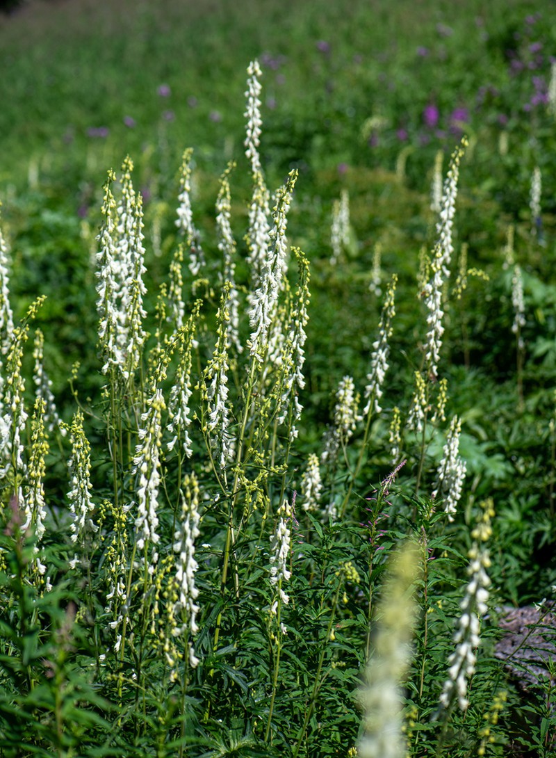 Aconitum krylovii photo 5