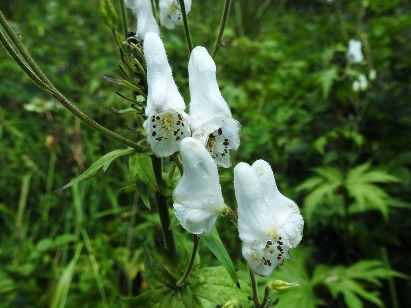 Aconitum krylovii photo 6