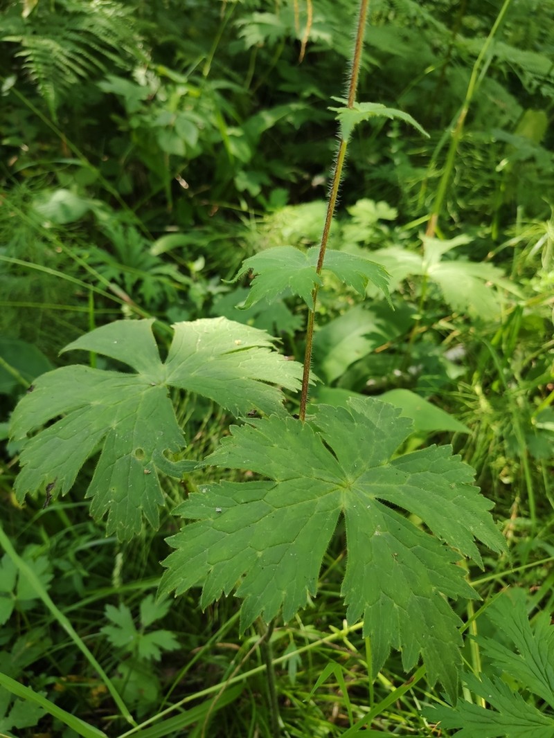 Aconitum krylovii photo 7