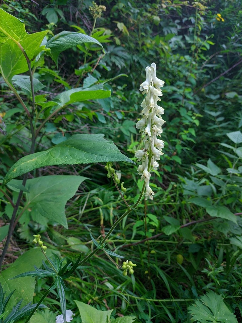 Aconitum krylovii photo 8