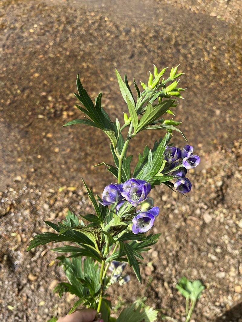 Aconitum kunasilense