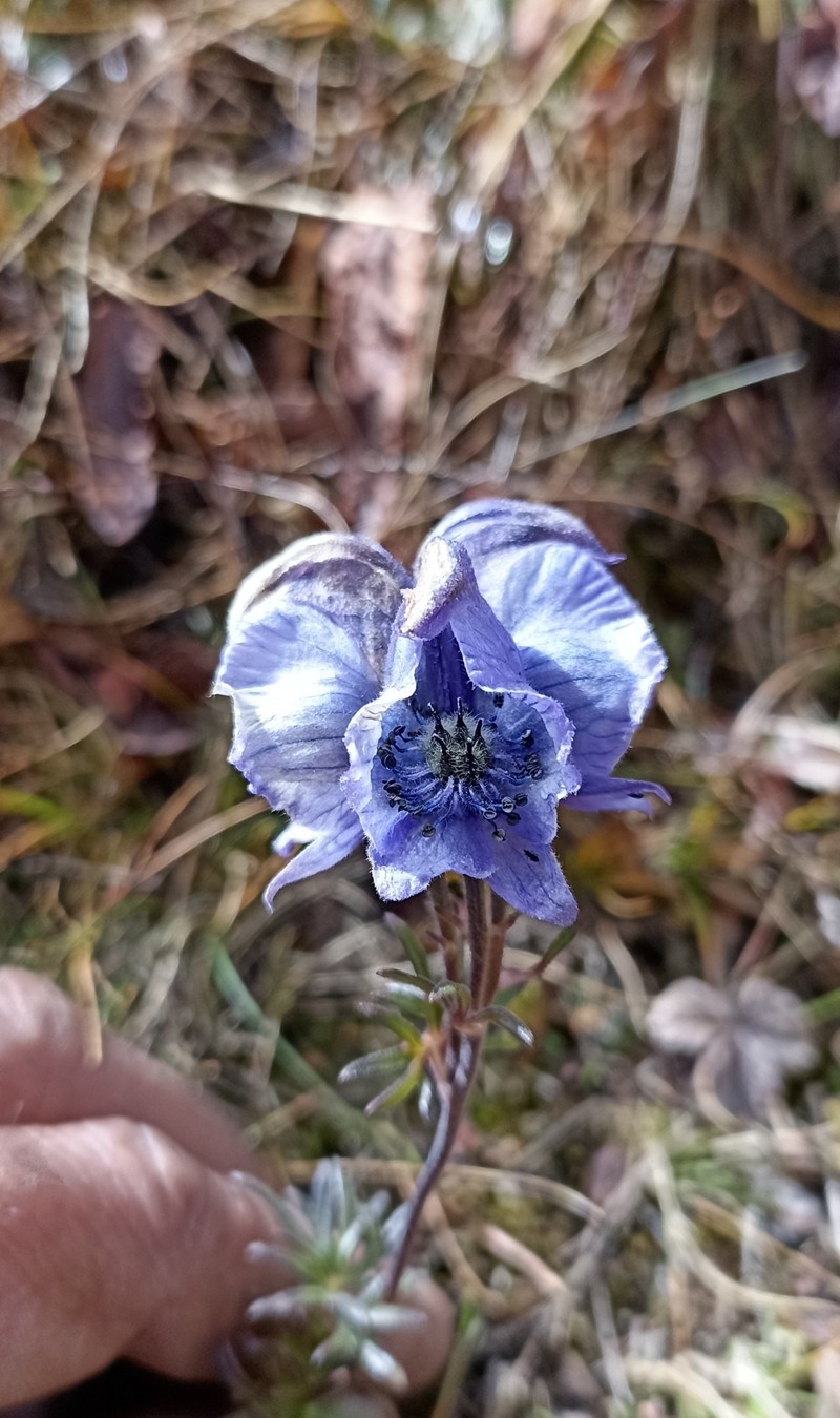 Aconitum kurramense photo 2