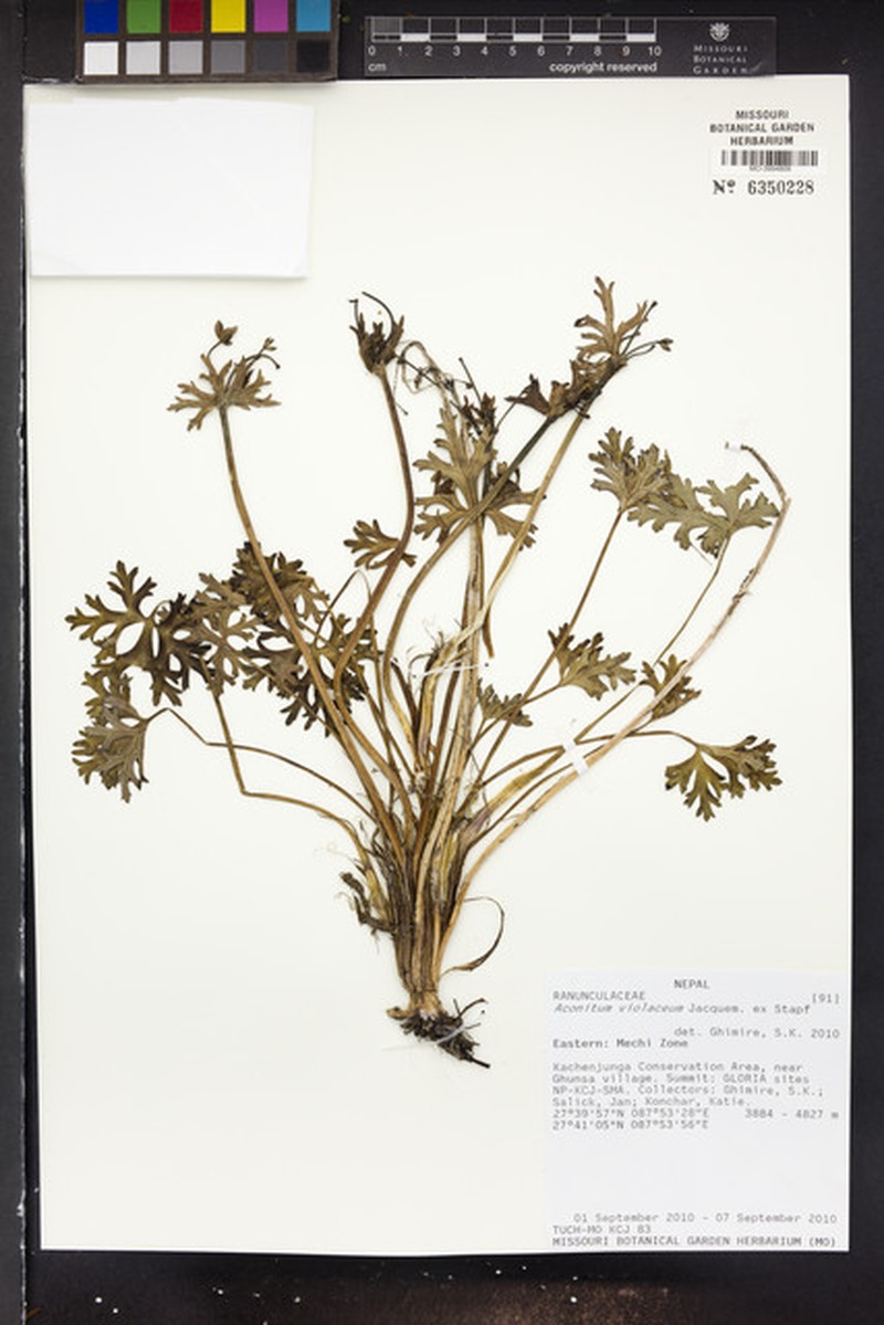 Aconitum kurramense photo 3