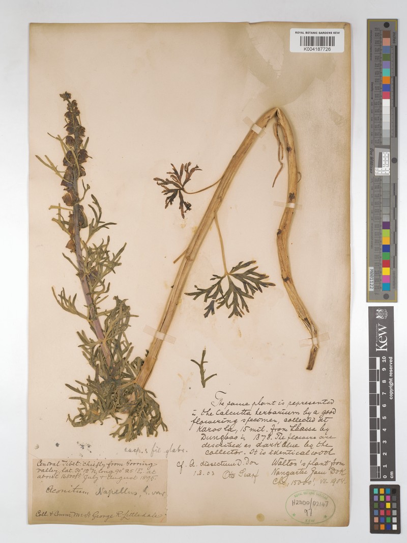 Aconitum kurramense photo 4