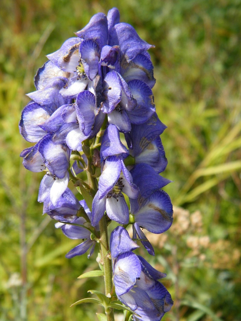 Aconitum kusnezoffii
