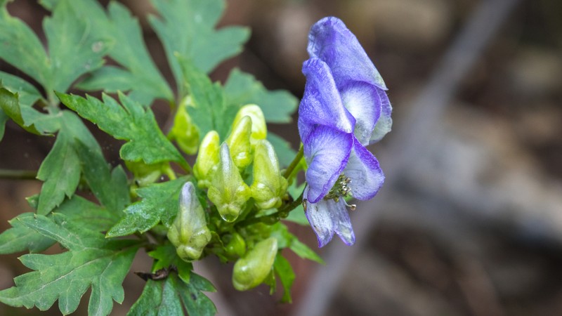 Aconitum kusnezoffii photo 2