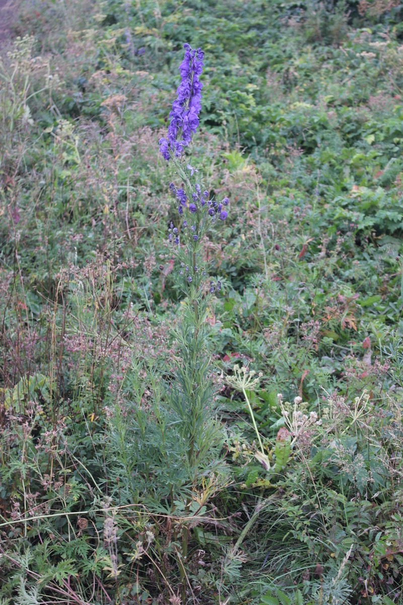 Aconitum kusnezoffii photo 3