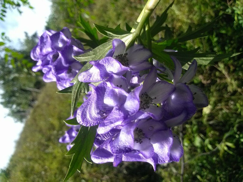Aconitum kusnezoffii photo 4