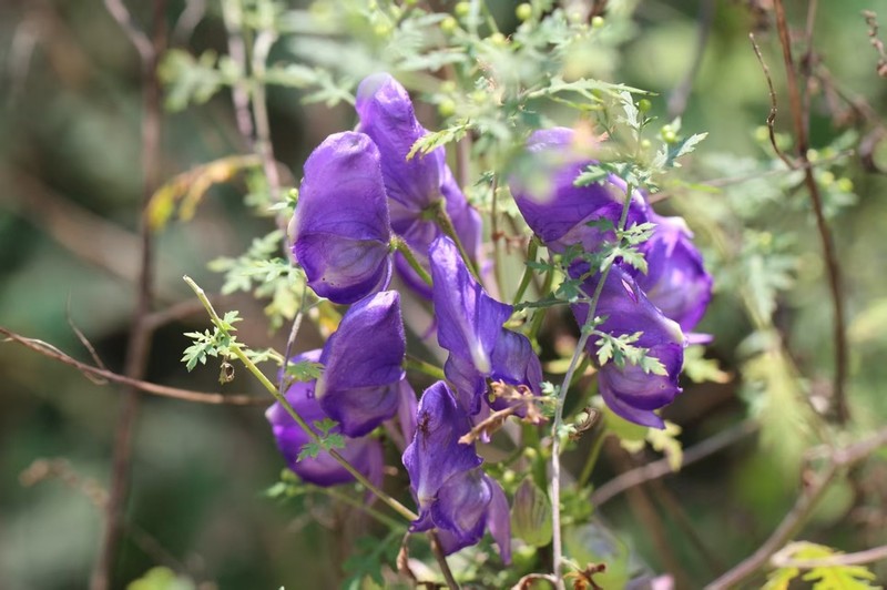 Aconitum kusnezoffii photo 5