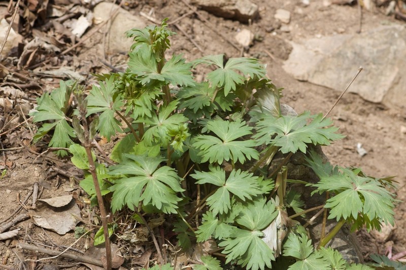 Aconitum kusnezoffii photo 6