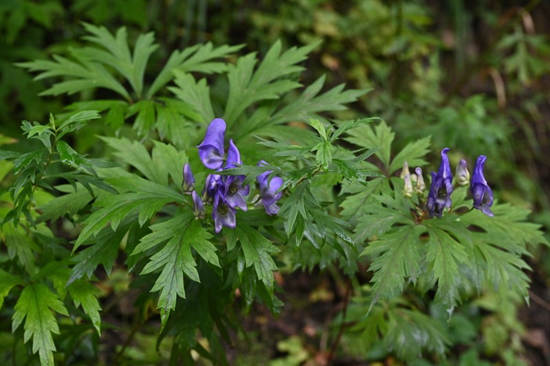 Aconitum kusnezoffii photo 8