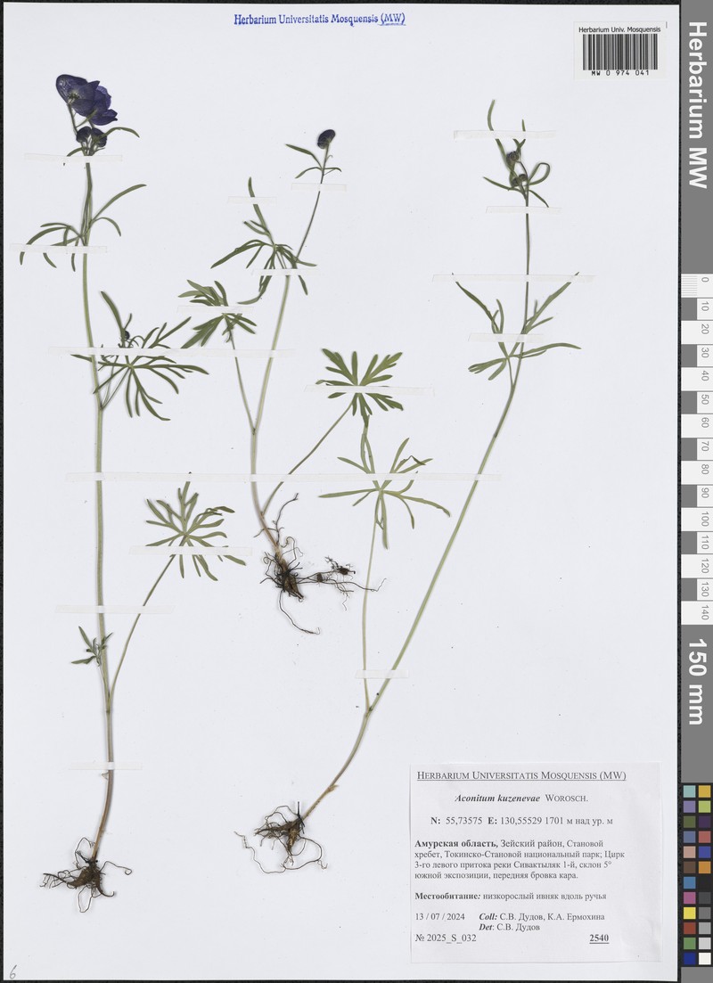 Aconitum kuzenevae