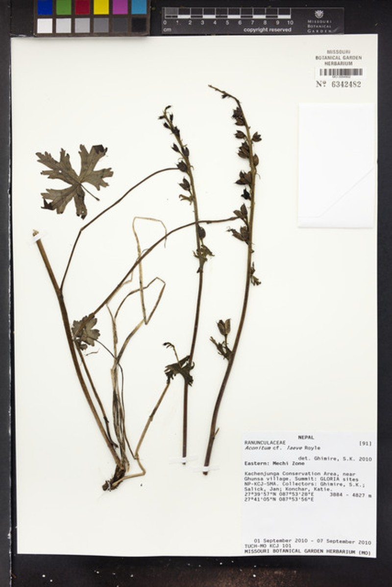 Aconitum laeve
