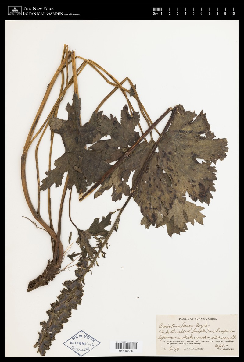 Aconitum laeve photo 2