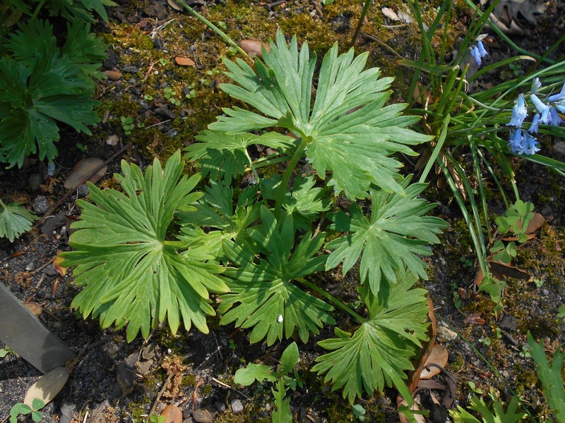 Aconitum lamarckii