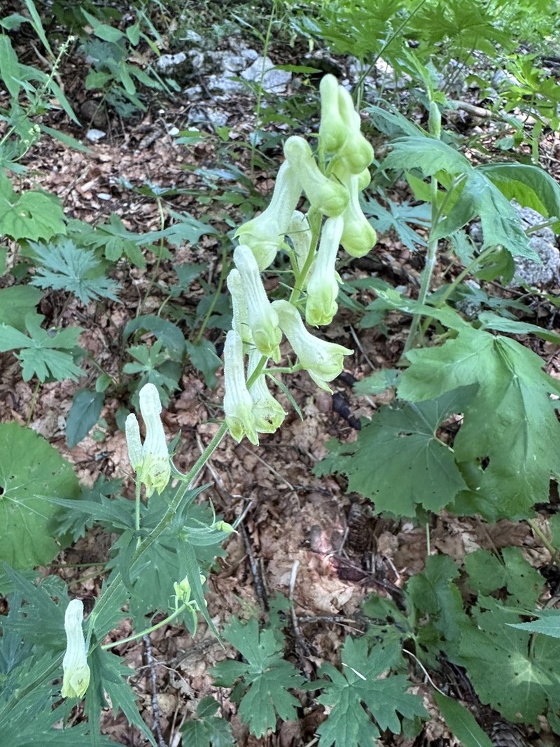 Aconitum lamarckii photo 2