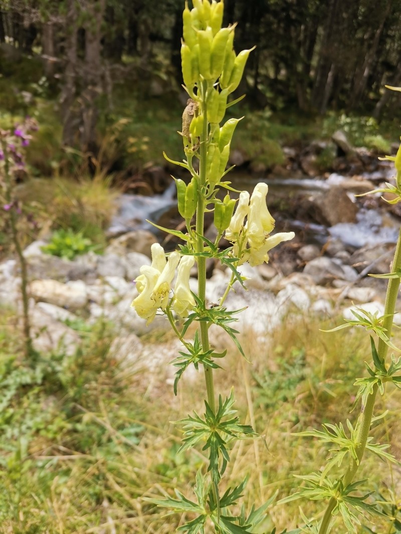 Aconitum lamarckii photo 3