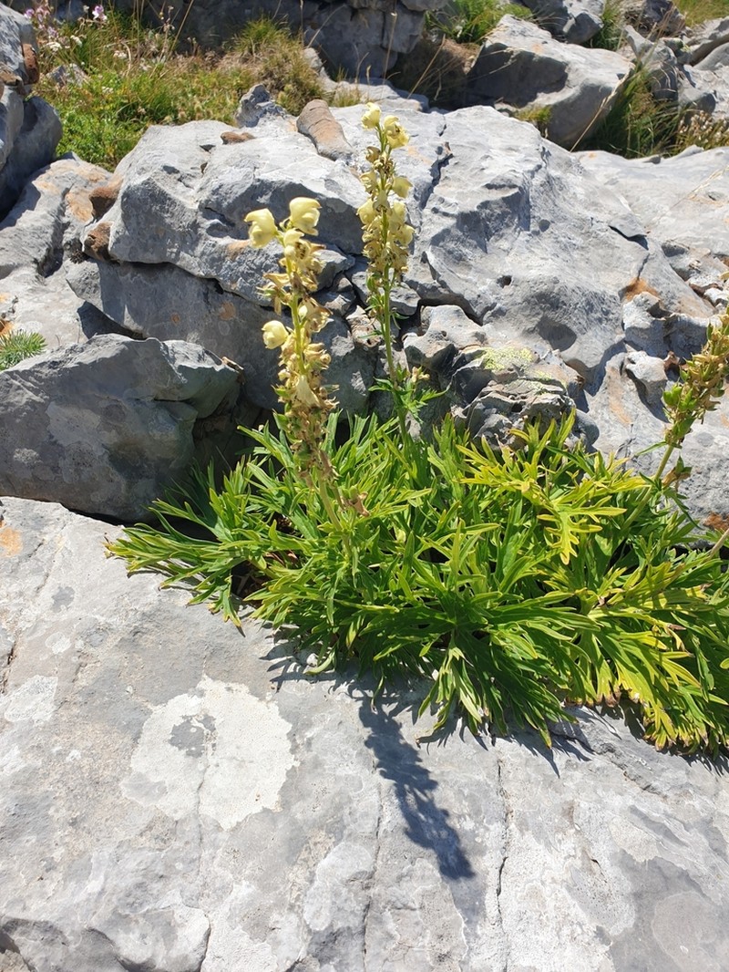 Aconitum lamarckii photo 4