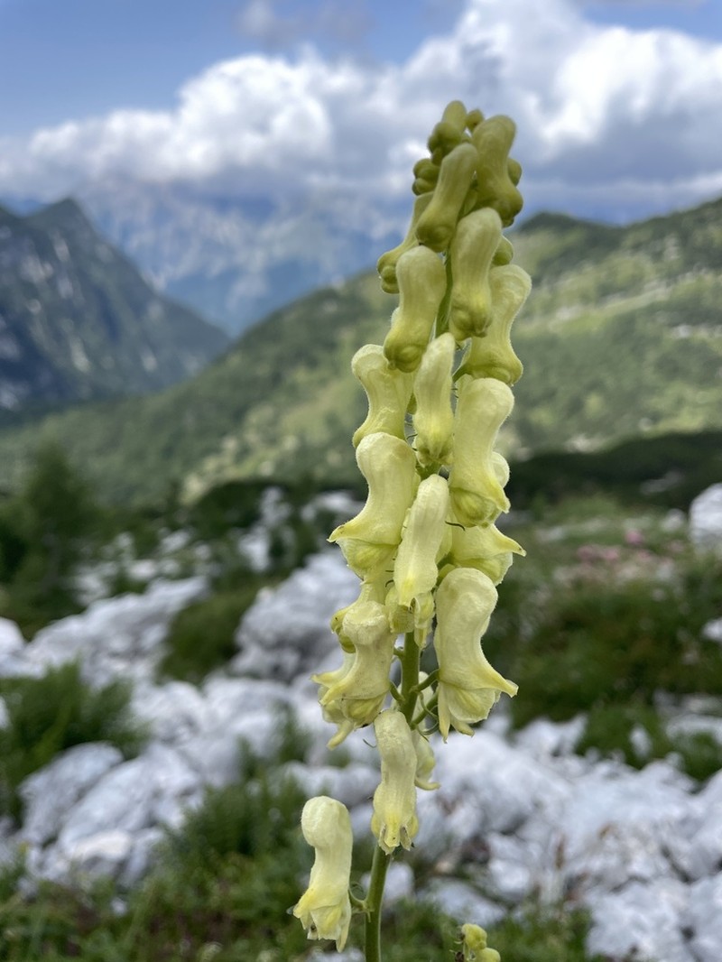 Aconitum lamarckii photo 5