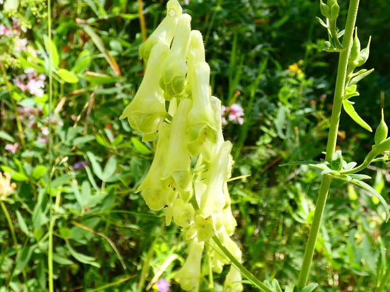 Aconitum lamarckii photo 6