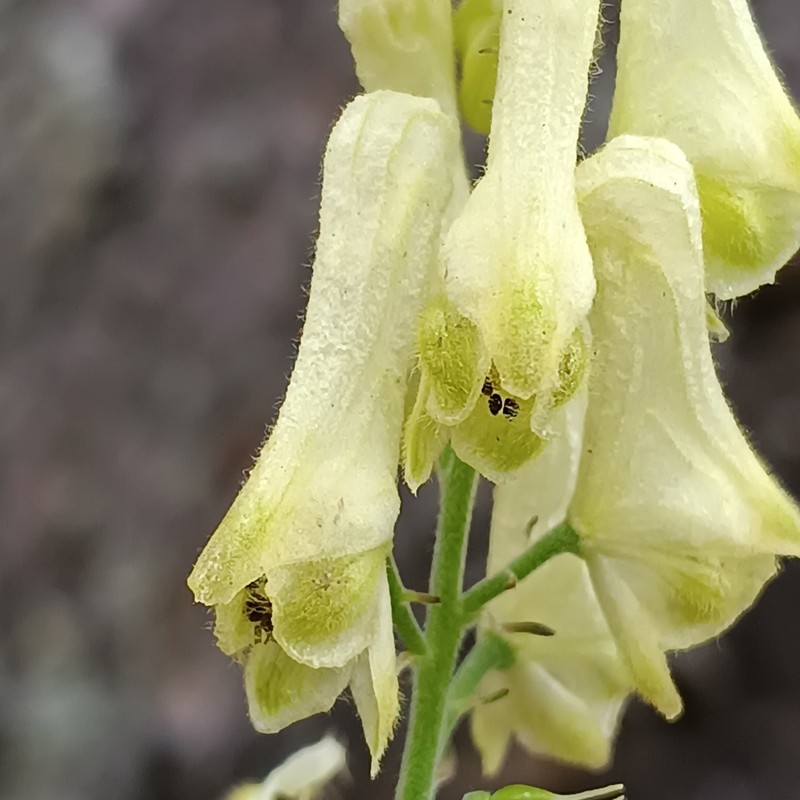 Aconitum lamarckii photo 7