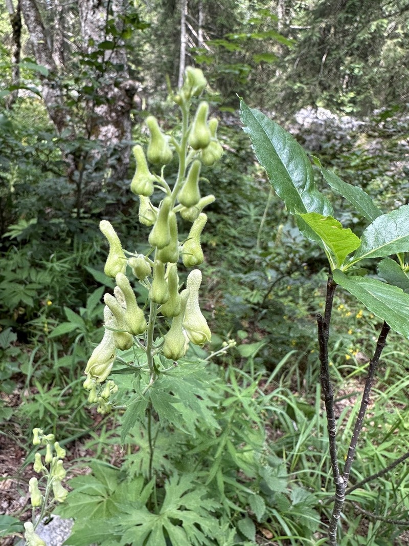 Aconitum lamarckii photo 8
