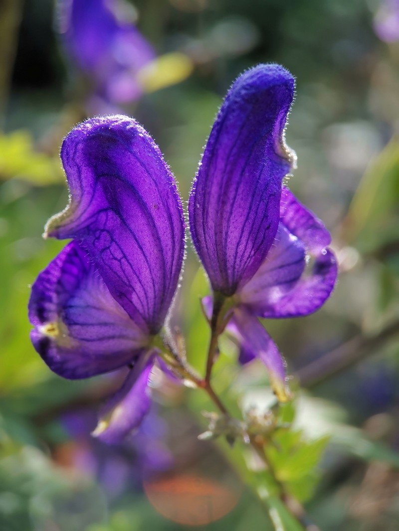 Aconitum lasiocarpum