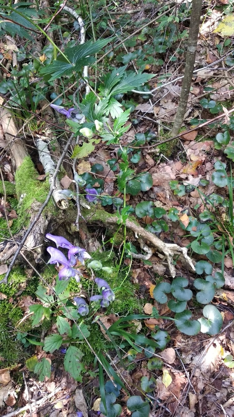 Aconitum lasiocarpum photo 2