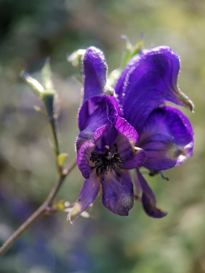 Aconitum lasiocarpum photo 3