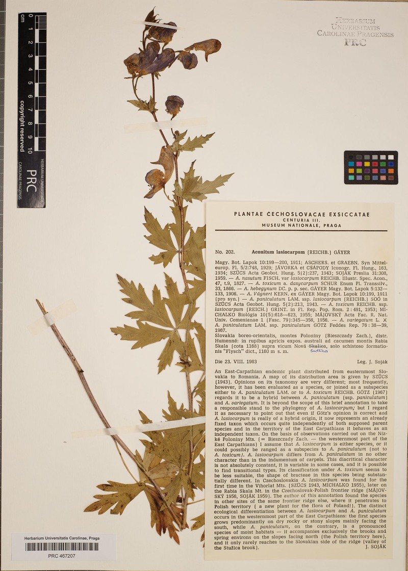 Aconitum lasiocarpum photo 4