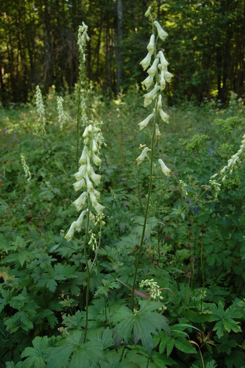 Aconitum lasiostomum