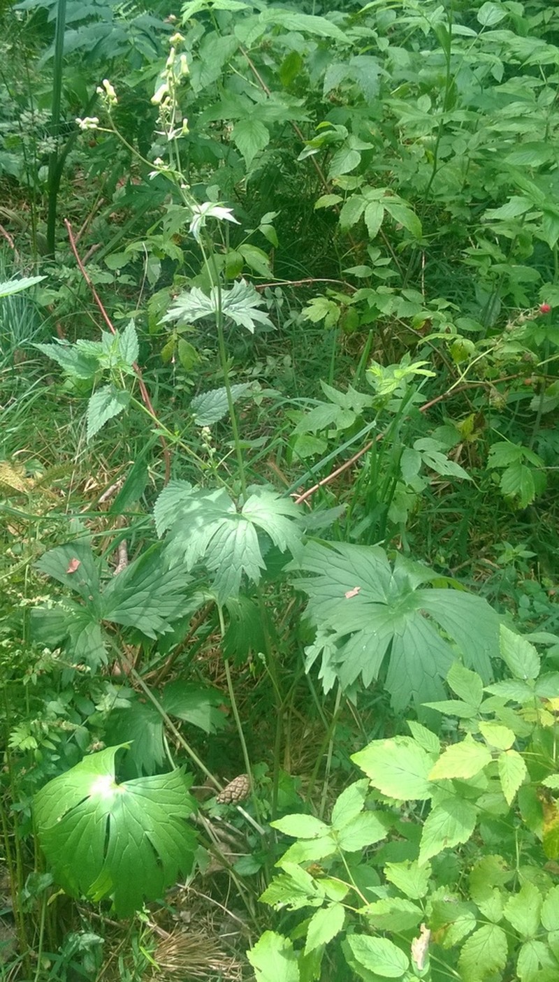 Aconitum lasiostomum photo 2