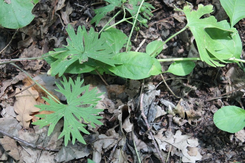 Aconitum lasiostomum photo 3