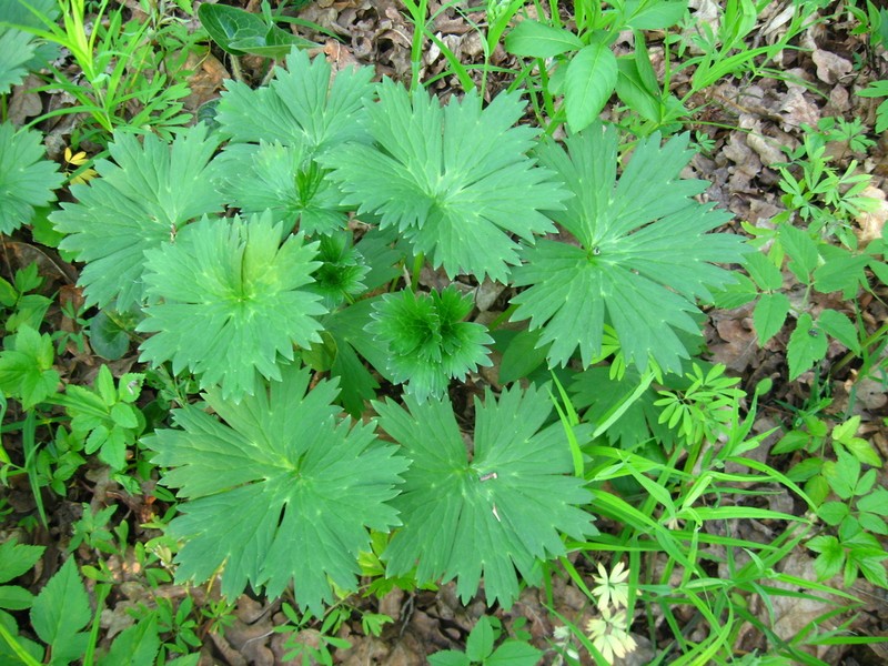 Aconitum lasiostomum photo 4