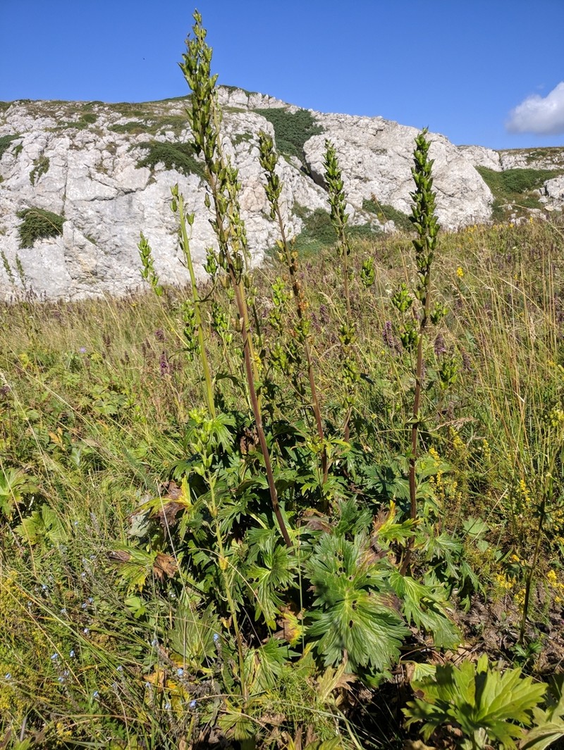 Aconitum lasiostomum photo 6