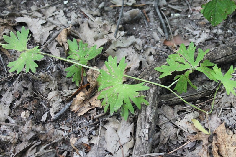 Aconitum lasiostomum photo 8
