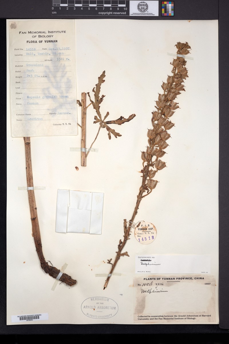 Aconitum legendrei