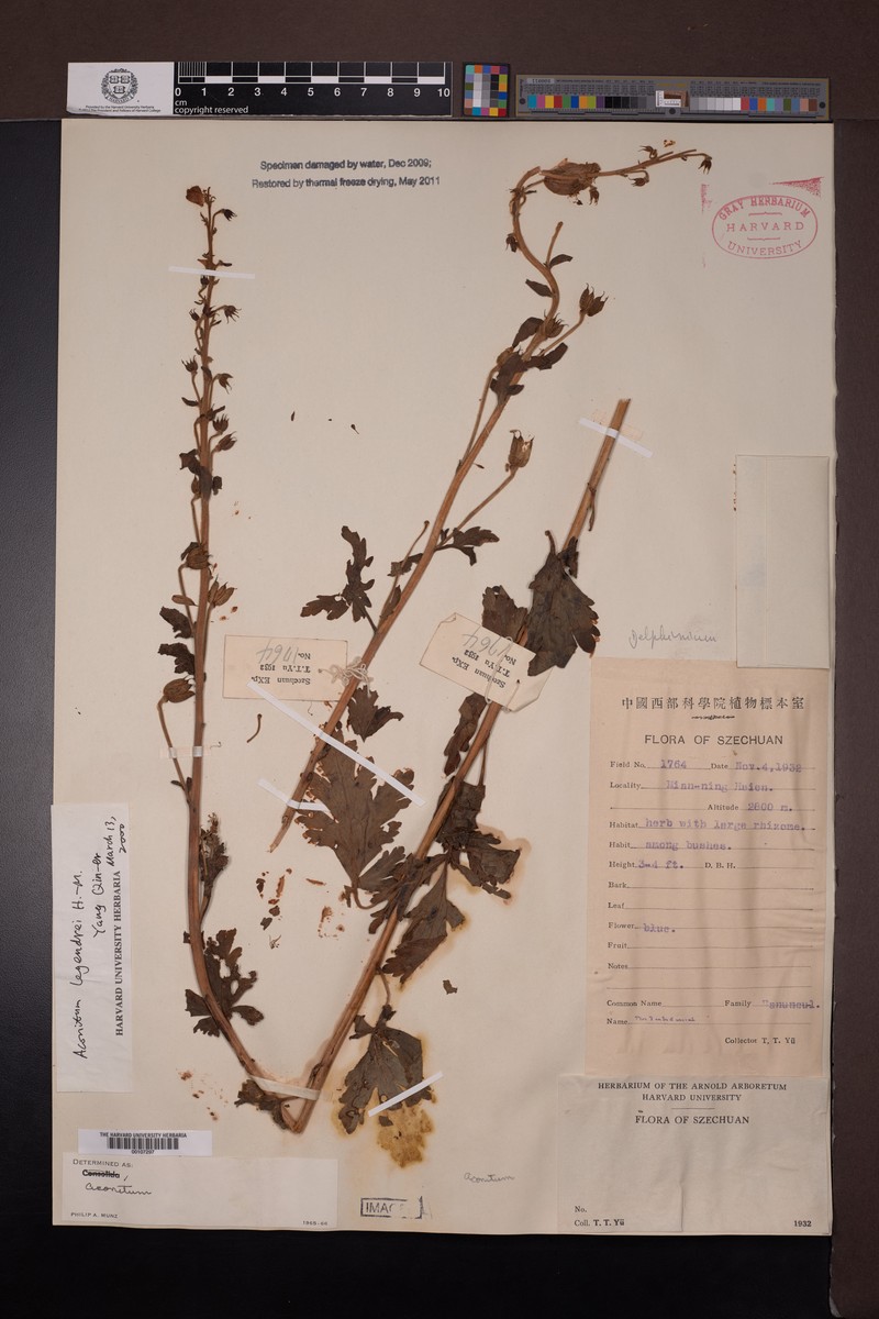 Aconitum legendrei photo 2