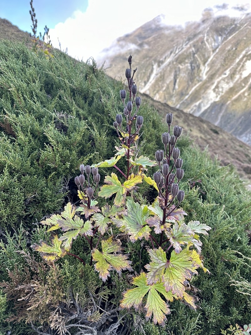 Aconitum lethale