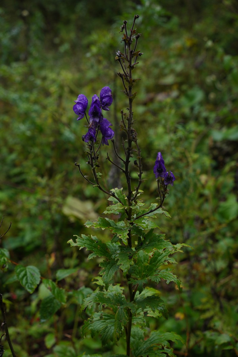 Aconitum lethale photo 3