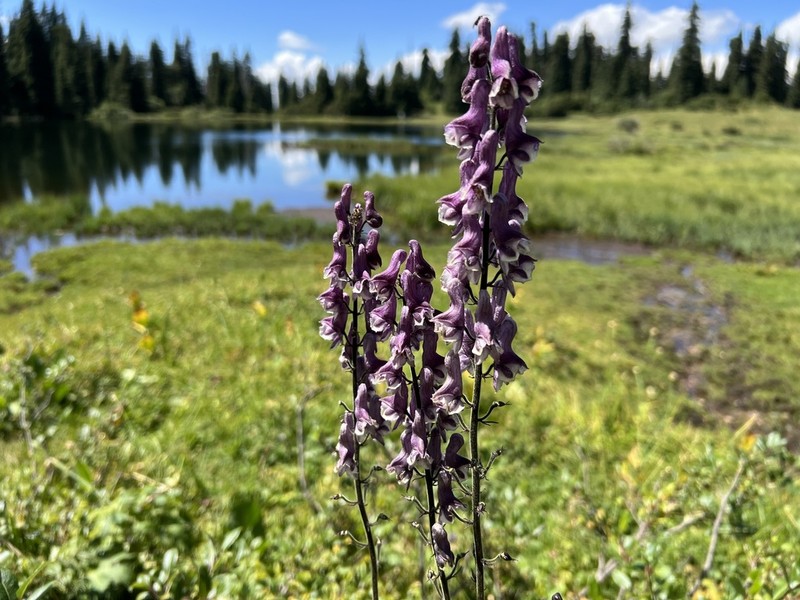 Aconitum leucostomum