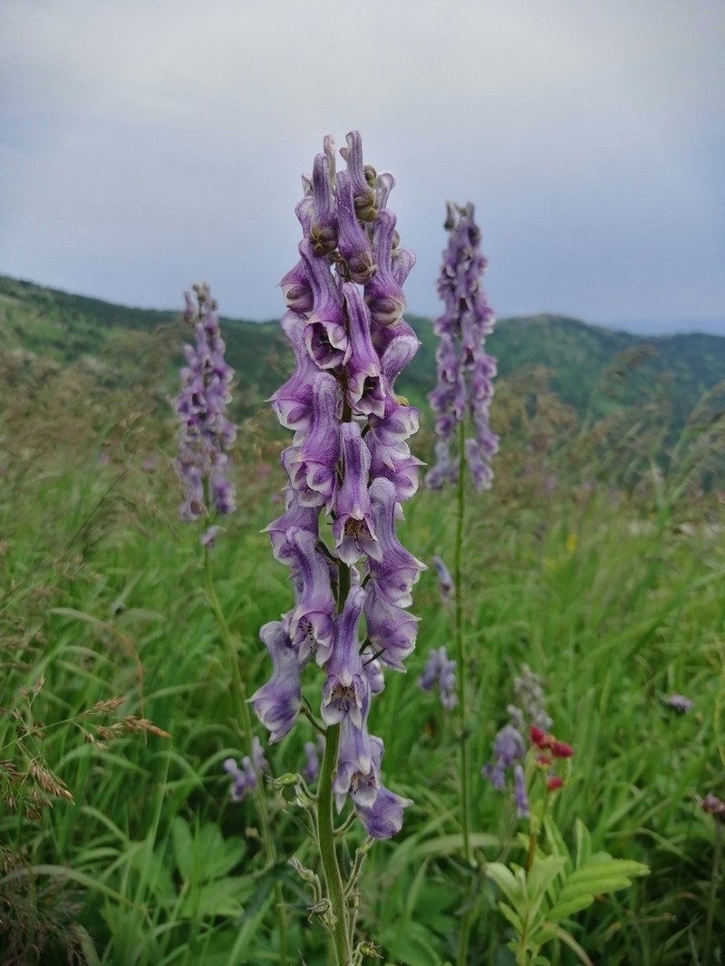 Aconitum leucostomum photo 2