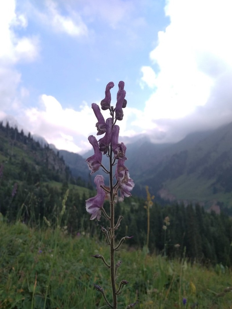 Aconitum leucostomum photo 3