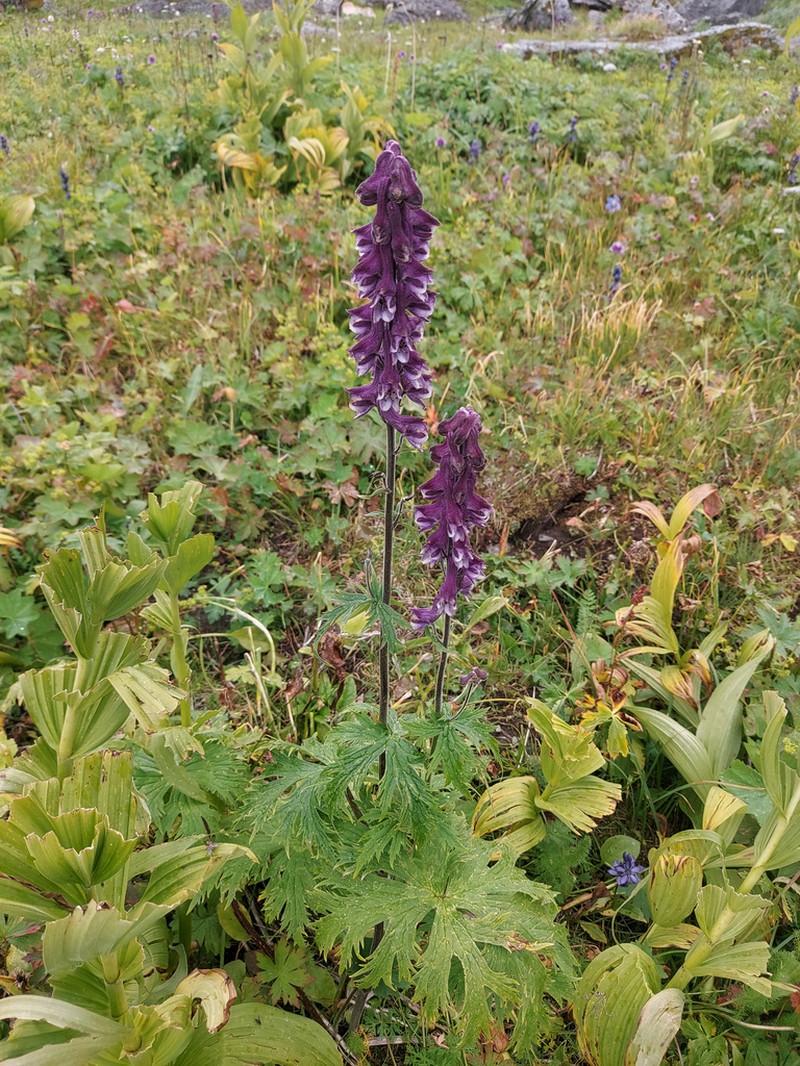 Aconitum leucostomum photo 4