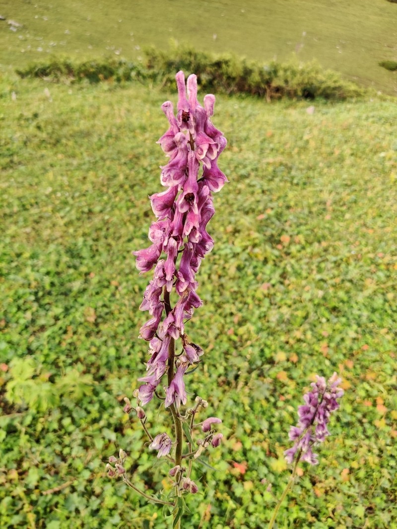 Aconitum leucostomum photo 5