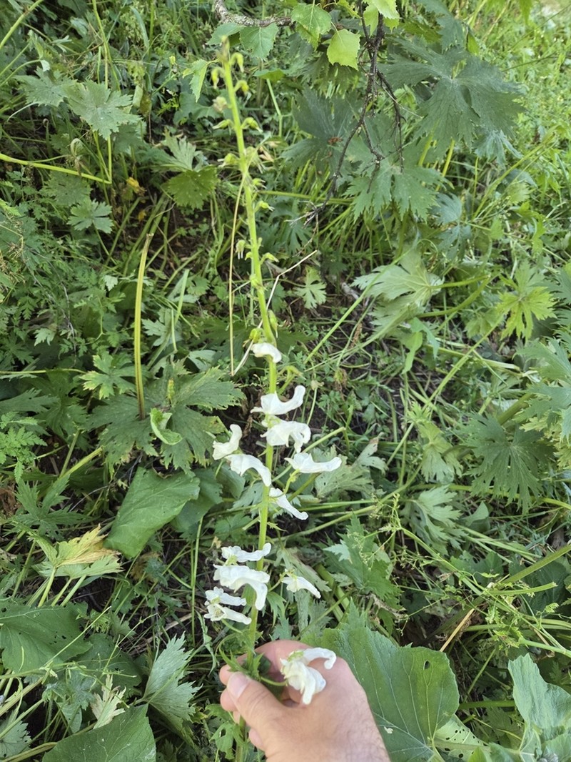 Aconitum leucostomum photo 6