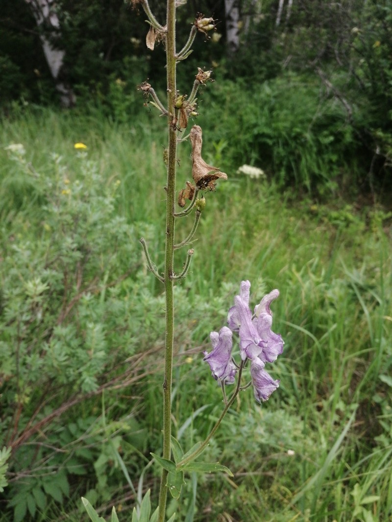 Aconitum leucostomum photo 7