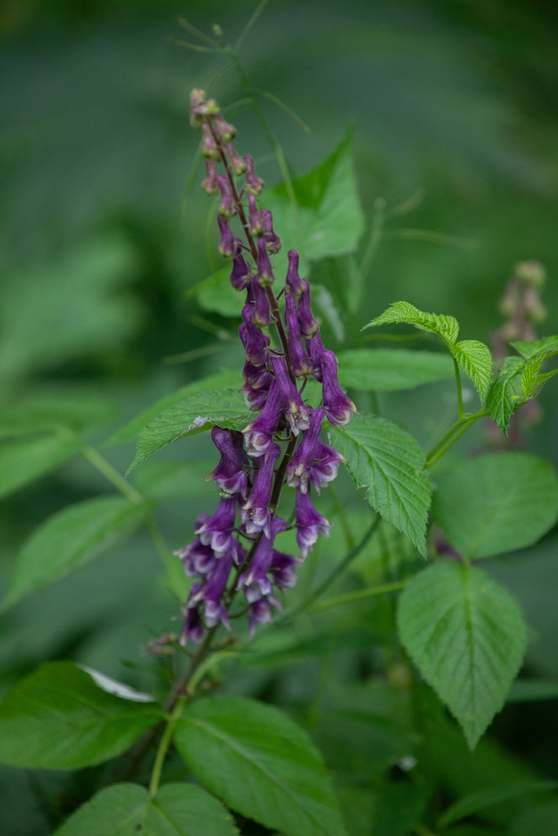 Aconitum leucostomum photo 8